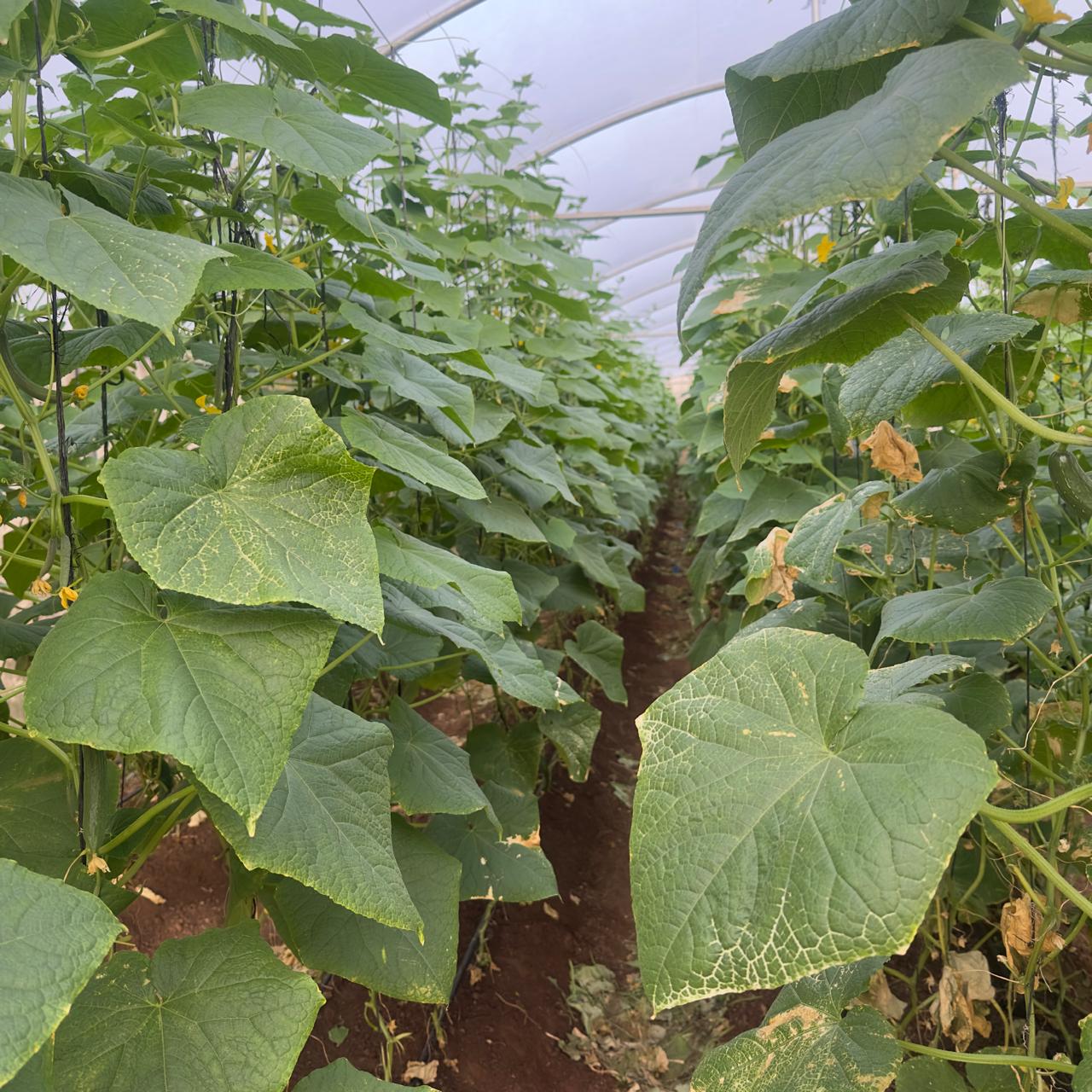 Marhaba Agro Greenhouse